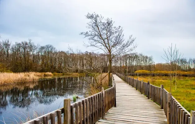Acarlar longozu, sakarya gezilecek yerler